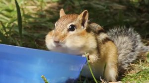 ТОП 5 лучшие видео с бурундуком