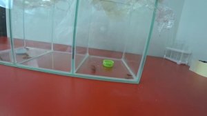 Смертельное питье для тараканов с БОРНОЙ КИСЛОТОЙ