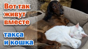 ДРУЖБА СОБАКИ И КОШКИ I Обнимашки таксы и кошки. Милота