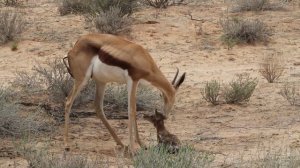 Just born Springbok