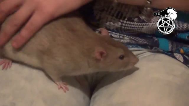 Крысы сентябрь 2016 смотреть онлайн