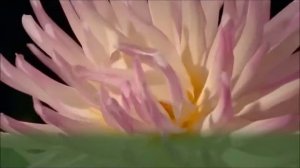 Позитивное поздравление с  50 летием кума - монтаж Таня Железняк