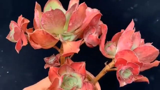 Aeonium Red Fuji #succulents #aeonium #succulentforsale #suculentas #wholesalesucculents смотреть онлайн