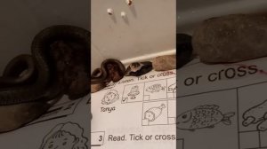 уж обыкновенный ест заморозку в домашних условиях