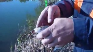 на рыбалке в Карповке 1