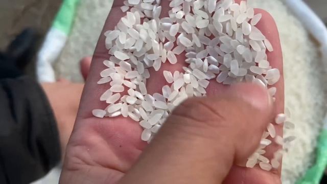 ХОРАЗМ ХАЗАРАСП ОПТОМ ГУРУЧ ЯНГИ НАРХЛАРИ ТУШЯПТИМИ!!! 23 декабря 2023 г.