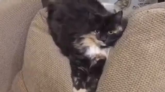 Кошка Доминика лежит на подушке как принцесса смотреть онлайн