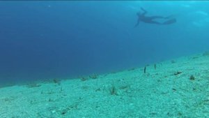 Красногубый нетопырь Карибского моря. Ogcocephalus и песчаные угри.