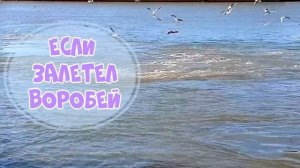 Птица залетела в дом что это значит