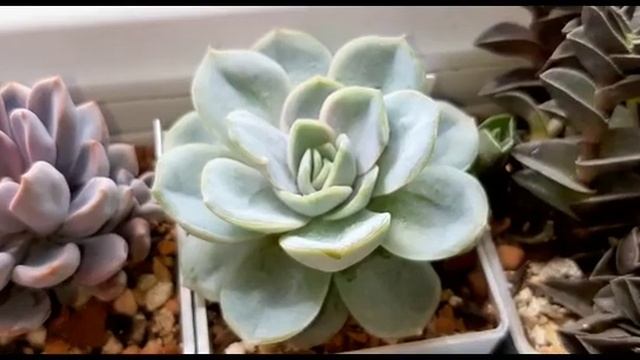 Обзор моей коллекции суккулентов часть 1. Начало лета 2023 г смотреть онлайн