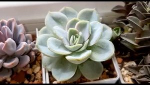 Обзор моей коллекции суккулентов часть 1. Начало лета 2023 г