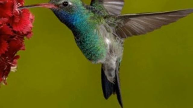 Самые маленькие птицы в мире смотреть онлайн