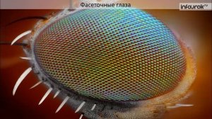 класс насекомые строение