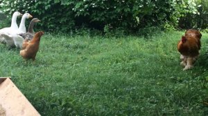 Петухи гуляют