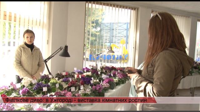 Фіалкове диво: в Ужгороді - виставка кімнатних рослин смотреть онлайн