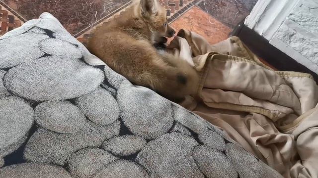 Что такое лисенок в доме ?