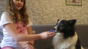 DIY мороженое для собак / Мороженое своими руками / Собачье счастье / Планета собак /