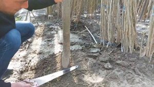 Павловния кўчатлари қандай техник срез қилинади? #Pavloniya #Paulowia #Pavlonia #Павлония