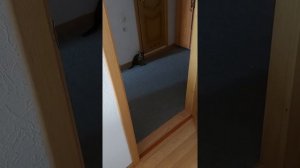 Первая течка у бурмы.Бурманская кошка гуляет.