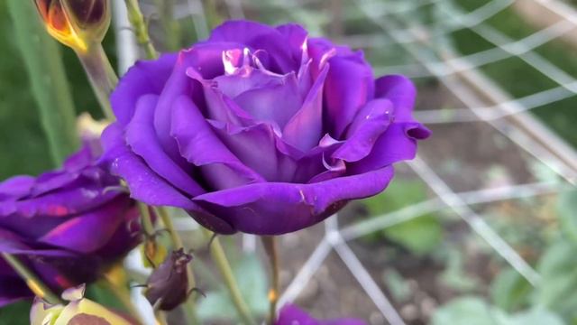 Lisianthus “Arena Purple “ смотреть онлайн