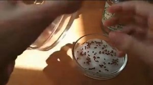 Редька микрозелень: посев, выращивание