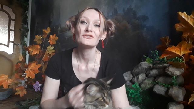 почему кошки вылизываются смотреть онлайн