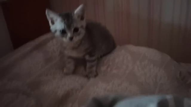 Продукты на 3000 руб. Пирожки жареные. Высадила томаты и перцы. смотреть онлайн