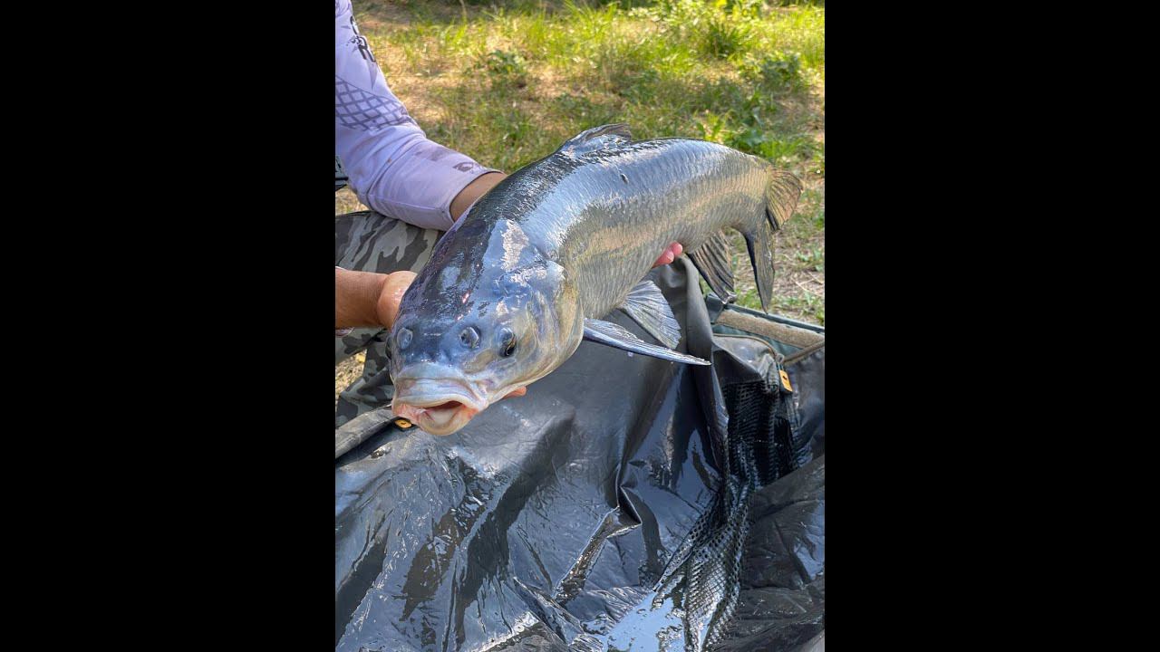 #shorts Паровоз пошел! Черный амур! смотреть онлайн