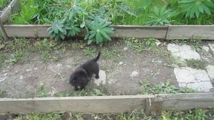 Чихуахуа длинношерстный. Щенки. Вязки