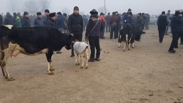 QUM tepa mol quy bozori narhlari. 05,01,2023.