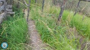 Ловля ОКУНЯ на СПИННИНГ. Бешенный КЛЁВ окуня. Рыбалка на таежной реке. Рыбалка в Якутии.