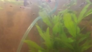 Наш способ добычи инфузории. Небольшой лайфхак для аквариумиста