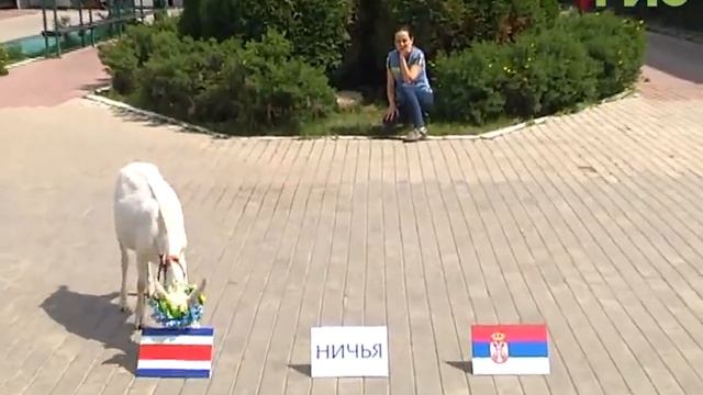 Сербия или Коста-Рика? Коза-оракул предсказала исход первого матча на стадионе "Самара Арена" смотреть онлайн