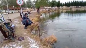 Форель на бобриный хвост !!!