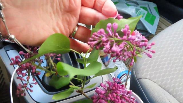 🇺🇸🇺🇦ОПЯТЬ В ДОРОГЕ/МОЯ ЛЮБИМАЯ СИРЕНЬ/НЕМЕЦКАЯ НЕДЕЛЯ В АЛДИ/БЫСТРЫЙ УЖИН/ЧУВСТВО ВИНЫ/США смотреть онлайн