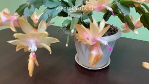 Пышное цветение шлюмбергеры домашней