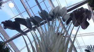 Wisley glasshouse - Ravenala madagascariensis -  Pálmatré - Frá Madagaskar