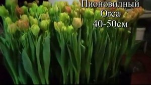 Обзор наших сортов тюльпан на выгонку!ТОП15.     2021г