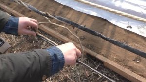 Виноград в теплице. Открытие после зимы. Сухая подвязка лозы .