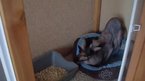 Вязка Сфинксов.