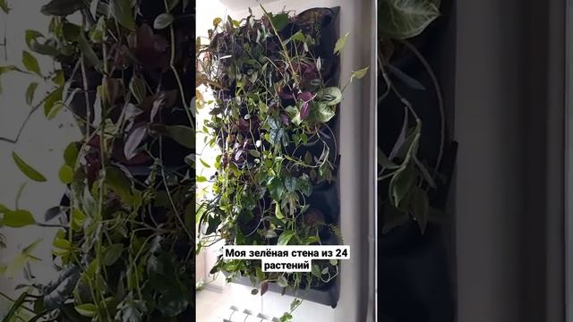 стена из 24 растений
