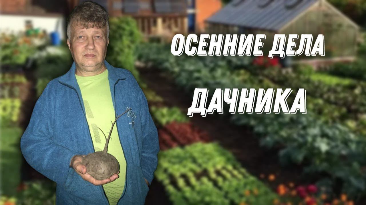 САЖАЕМ  КЛУБНИКУ , ВСПОМНИЛА  ЦЕЛИНУ У СВЕКРОВИ .