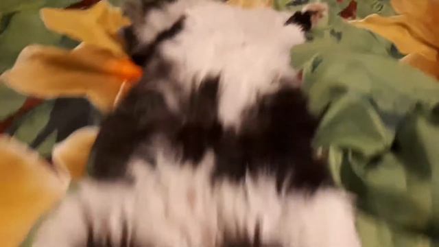 Почему коты любят спать именно так? смотреть онлайн