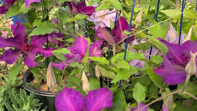 Clematis 'Fleuri'™ // COMPACT Flowering Vine With GORGEOUS Large Flowers!