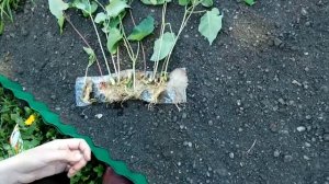 Декоративная фасоль ! Рассада без земли !