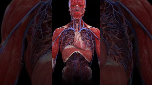 Групповая Медитация «Ментальное ИСЦЕЛЕНИЕ ОРГАНОВ тела + синхронизация с ПРОСТРАНСТВОМ» #медитация смотреть онлайн