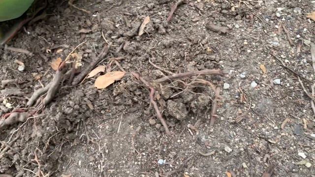 #8 Echeveria Sahara removal смотреть онлайн