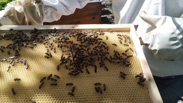 КАК ЗАСТАВИТЬ ПЧЕЛ ТЯНУТЬ ВОЩИНУ | РАБОТА С ВТОРЫМ КОРПУСОМ #3 смотреть онлайн