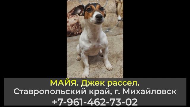 Пропала собака! МАЙЯ. Джек рассел. Ставропольский край, г. Михайловск.