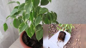 Пересадка фикуса Бенджамина  осенью: нужно ли  нарушать земляной ком